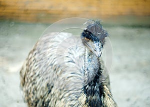 Emu bird at the zoo