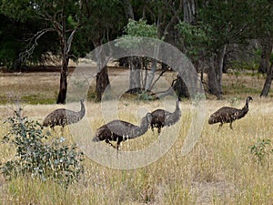 Emu birds