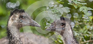 Emu birds, Dromaius novaehollandiae , close up