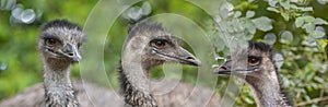 Emu birds, Dromaius novaehollandiae , close up