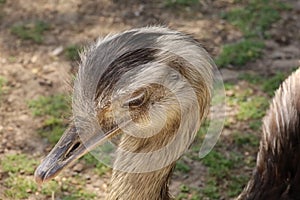 Emu at Call of the Wild Zoo