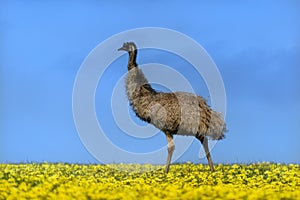 Emu in a canola field