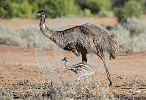 Emu with chick in outback Queensland.