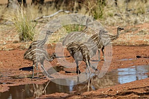 Emu chicks drinking