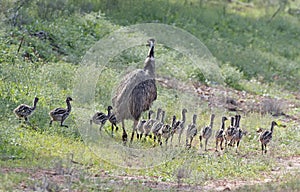 Emu with chicks photo