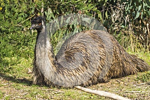 Emu chilling out in the sun