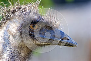 Emu Close-up  708709