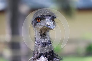 Emu photo