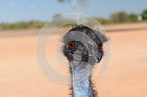 Emu close up with large brown eyes and pink desert sands in the background