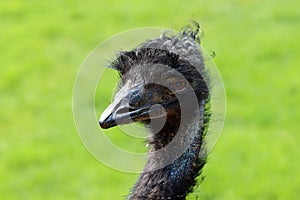 Emu, close-up portrait of Australia`s largest bird
