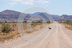 An emu crossing a dirt road in Outback Australia