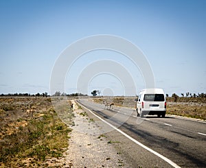 Emu Crossing Road