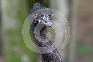 An Emu with a curvy neck and orange eyes looking at the camera