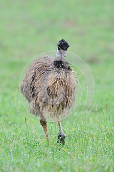 Emu