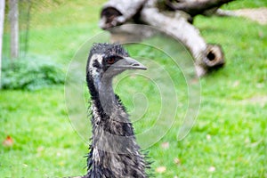 An Emu, Dromaiidae, Dromaius, from the family and genus of flightless ratites from Australia