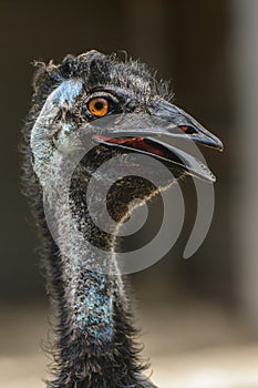 Emu (Dromaius) a large bird, the head of the bird is dark in color, the animal with an open beak cools down on a hot day