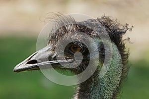 Emu Dromaius novaehollandiae