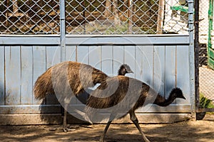 Emu Dromaius novaehollandiae