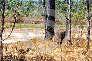 Emu Dromaius novaehollandiae