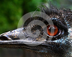 Emu (Dromaius novaehollandiae)