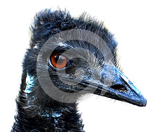 Emu (Dromaius novaehollandiae)