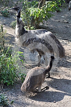 Emu (Dromaius novaehollandiae)