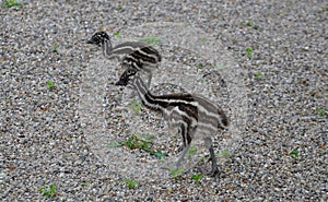 Emu (Dromaius novaehollandiae)