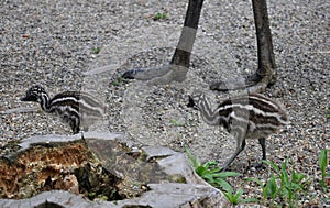 Emu (Dromaius novaehollandiae)