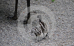 Emu (Dromaius novaehollandiae)