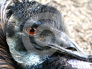 Emu (Dromaius novaehollandiae)