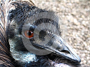 Emu (Dromaius novaehollandiae)