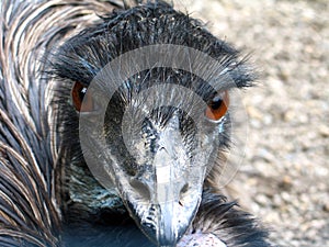 Emu (Dromaius novaehollandiae)