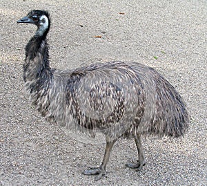 Emu (Dromaius novaehollandiae)