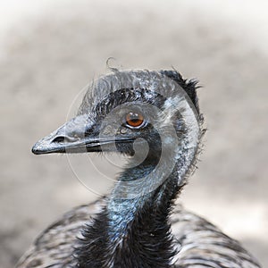 Emu (Dromaius novaehollandiae)