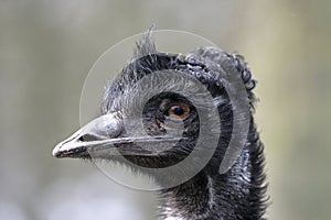 Emu, Dromaius novaehollandiae