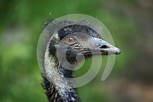 Emu (Dromaius novaehollandiae)