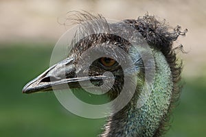 Emu Dromaius novaehollandiae.