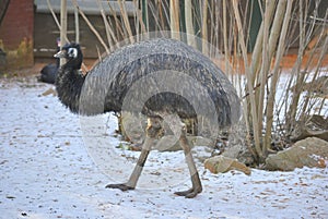 The emu, or Dromaius novaehollandiae