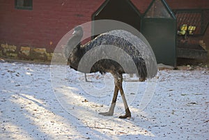 The emu, or Dromaius novaehollandiae