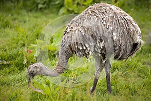 Emu. Dromaius novaehollandiae