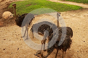 Emu Dromaius novaehollandiae adult at a farm on Kangaroo Island, South Australia