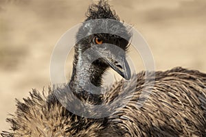 The Emu Dromaius novaehollandiae, Australian  largest native bird,relative of ostrich. Australian endemic bird.