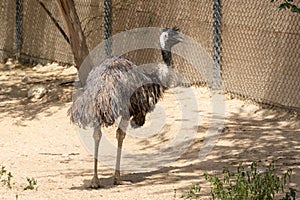 An Emu Dromaius novaehollandiae the Australian outback bird