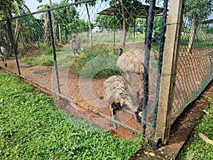 Emu (Dromaius novaehollandiae) - Birds Park Birds Research Center Hambantota