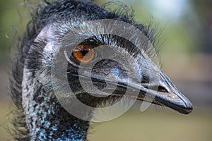 Emu Dromaius novaehollandiae casuariidae portrait photo