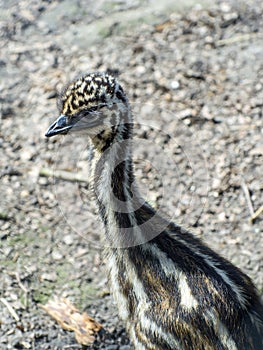 Emu (Dromaius novaehollandiae) chick