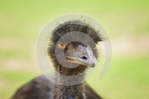 Emu (dromaius novaehollandiae) close up portrait