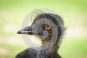 Emu (dromaius novaehollandiae) close up portrait