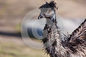 Emu Dromaius novaehollandiae close up portrait. Wildlife animal bird from Australia