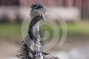 Emu Dromaius novaehollandiae close up portrait. Wildlife animal bird from Australia